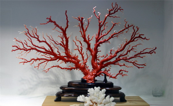 红珊瑚.jpg