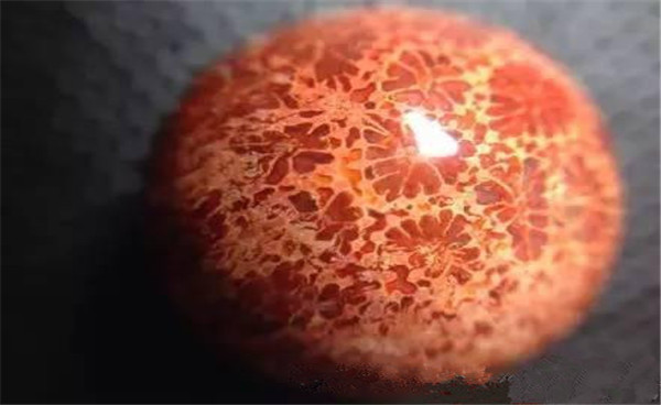 染色珊瑚化石.jpg 染色珊瑚化石.jpg