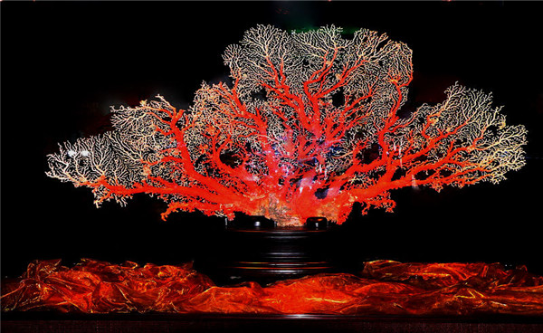 红珊瑚.jpg 红珊瑚.jpg