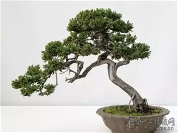 盆景拍卖.png