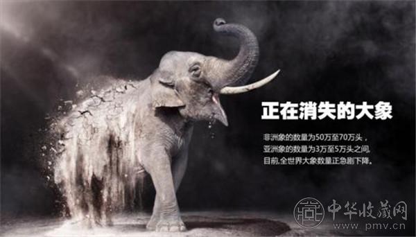 非洲多国：中国成为大象保护领域领导者 (1).jpg