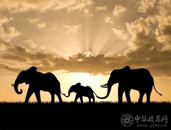 非洲多国：中国成为大象保护领域领导者 (1).png