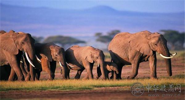 非洲多国：中国成为大象保护领域领导者 (2).jpg