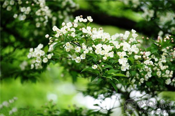 古人赏花奇葩:收集花瓣当坐垫 (2).jpg 古人赏花奇葩:收集花瓣当坐垫 (2).jpg