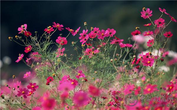 古人赏花奇葩:收集花瓣当坐垫 (3).jpg 古人赏花奇葩:收集花瓣当坐垫 (3).jpg