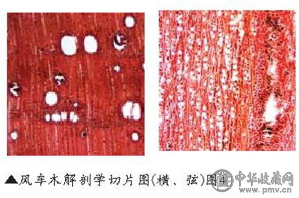 黑酸枝有什么特点 (4).jpg 黑酸枝有什么特点 (4).jpg