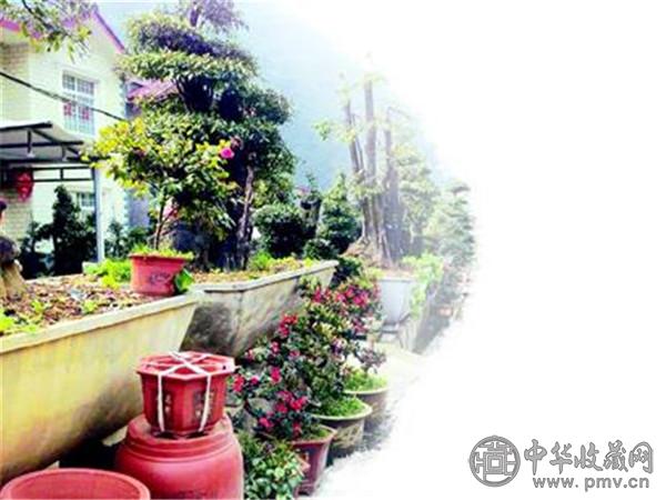 艺术农民:让树桩子变身身价数万艺术品 (1).jpg 艺术农民:让树桩子变身身价数万艺术品 (1).jpg