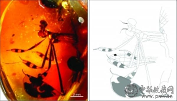 还保留着1亿年前求爱姿势的蜻蜓化石.jpg