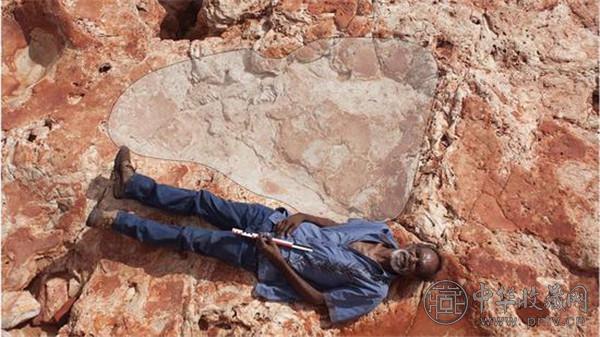 澳大利亚发现最大恐龙脚印化石，长1.7米。.jpg