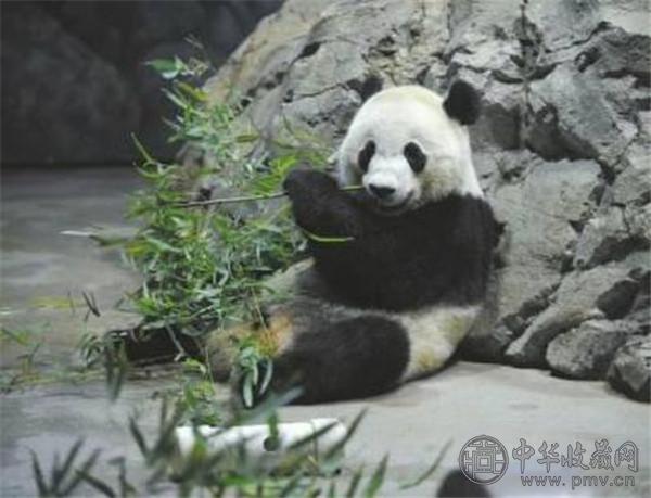 大熊猫啃坏的塑料筐在美国被当文物展出 (1).jpg