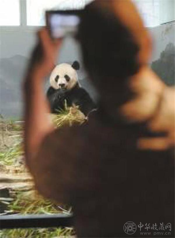 大熊猫啃坏的塑料筐在美国被当文物展出 (4).jpg
