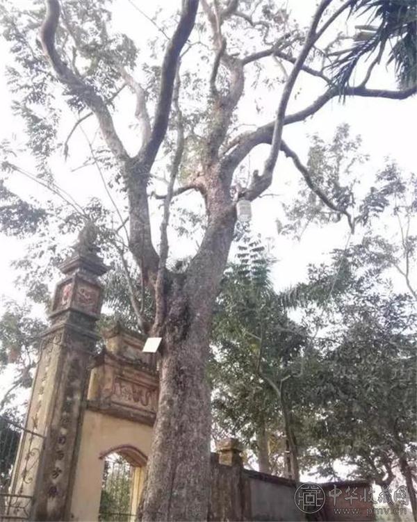 黄花梨树.jpg
