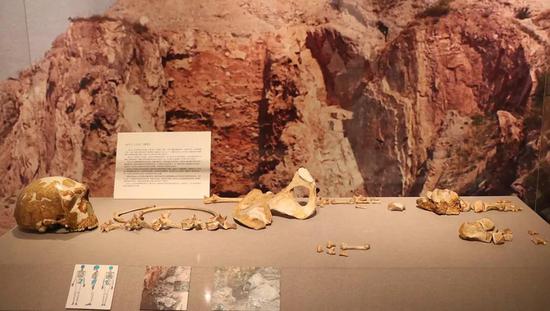 金牛山人化石