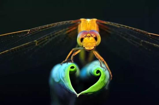 “秀爱心”的黄蜻蜓