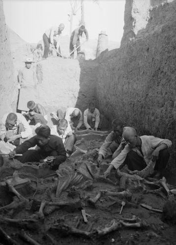 民国二十六年五月二十四日，殷墟第十五次发掘 ，YM390兽坑清理情形