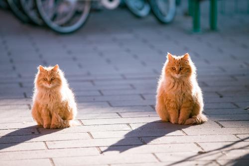 一大一小两只猫,如同复制粘贴.受访者供图