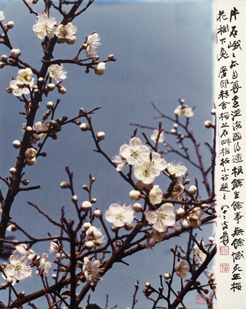 《死作梅花树下鬼》 胡崇贤/摄影， 张大千/墨