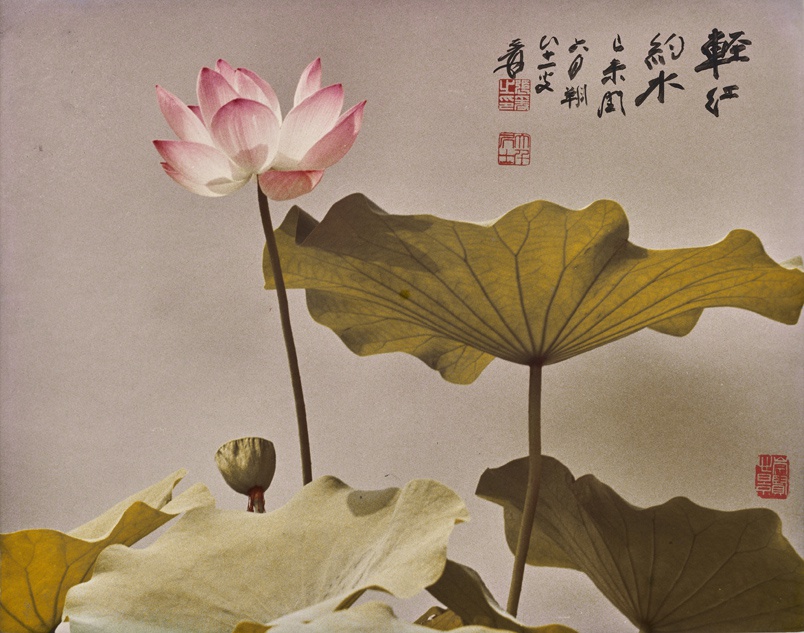 《轻红约水》 胡崇贤/摄影， 张大千/墨