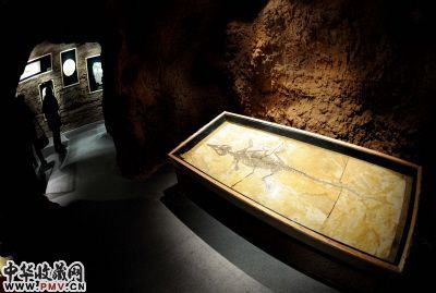 2月13日,展览中展示的古生物化石。