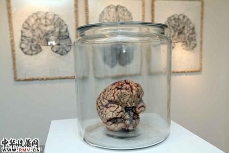 美术馆展出的人脑