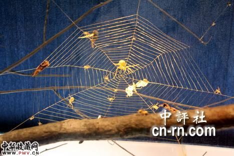 吴卿金雕作品“大蜘蛛生态”，以拉得极细的金丝，组成层层迭迭的蜘蛛网。(嘉义市政府提供)