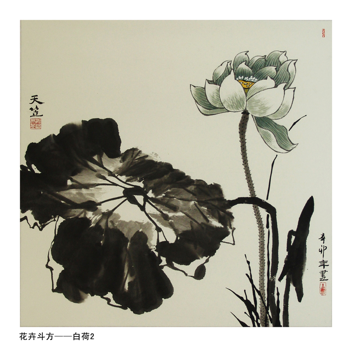 花卉斗方-白荷2