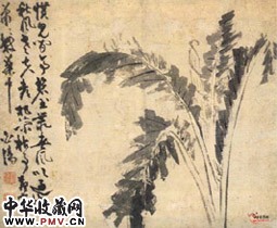 明陈淳　芭蕉图轴