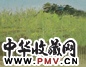 吴冠中 宫墙