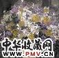 徐希 2002年作 瓶花 镜心 设色纸本