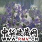 徐希 静物 镜心 设色纸本