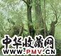 当代 宋涤 春树 镜心