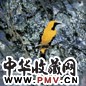 王乃壮 花鸟 立轴 设色纸本