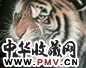 孟祥顺 2000年作 虎啸图 镜心 设色纸本