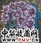 陈向迅 牡丹花 镜心 设色纸本