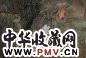 江宏伟 丙子(1996年)作 荷花 镜心 设色纸本
