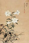 叶凤毛 花卉 轴