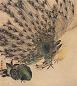 胡藻斌 孔雀 立轴 设色纸本