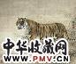 当代 胡藻斌 虎 轴