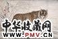 胡藻斌 老虎 立轴 纸本