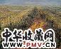 徐晓燕 大地系列 秋 布面 油彩