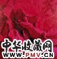 徐晓燕 2004年作 怒放红色 布面油画