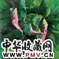 徐晓燕 2001年 怒放·绿色系列 NO11. 布面 油画