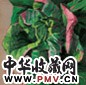 徐晓燕 2001年作 怒放·绿色系列 油彩画布