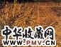 徐晓燕 2005年作 辉煌之五 布面油画