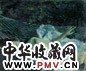 胡建成 月色