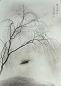 一九八三年作 郎静山 晓风残月