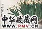 张韶石 水仙 镜心