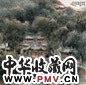 崔松石 晋祠景色 立轴 设色纸本