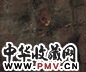 毛栗子 落叶
