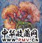 邵晶坤 2003年作 鸡冠花 布面油彩